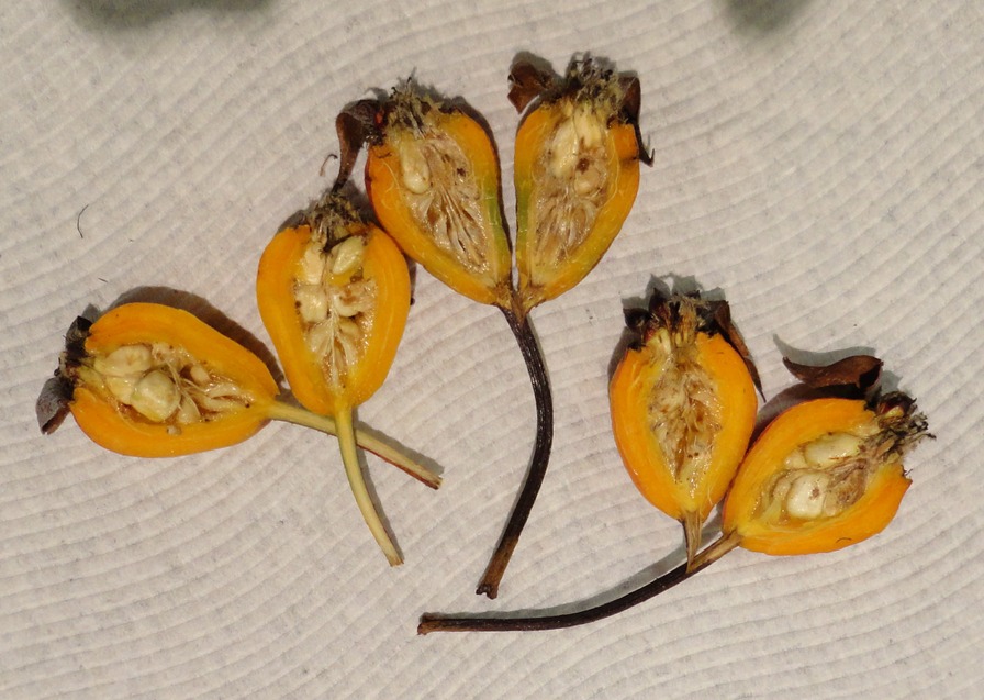 'Mrs. Fred Danks' rose photo