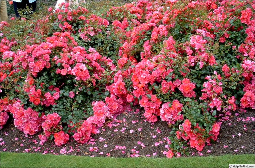 'Berkshire' Rose