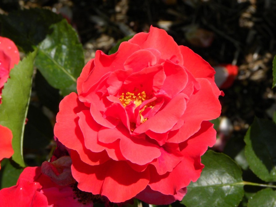 'Sieska Fervid' rose photo