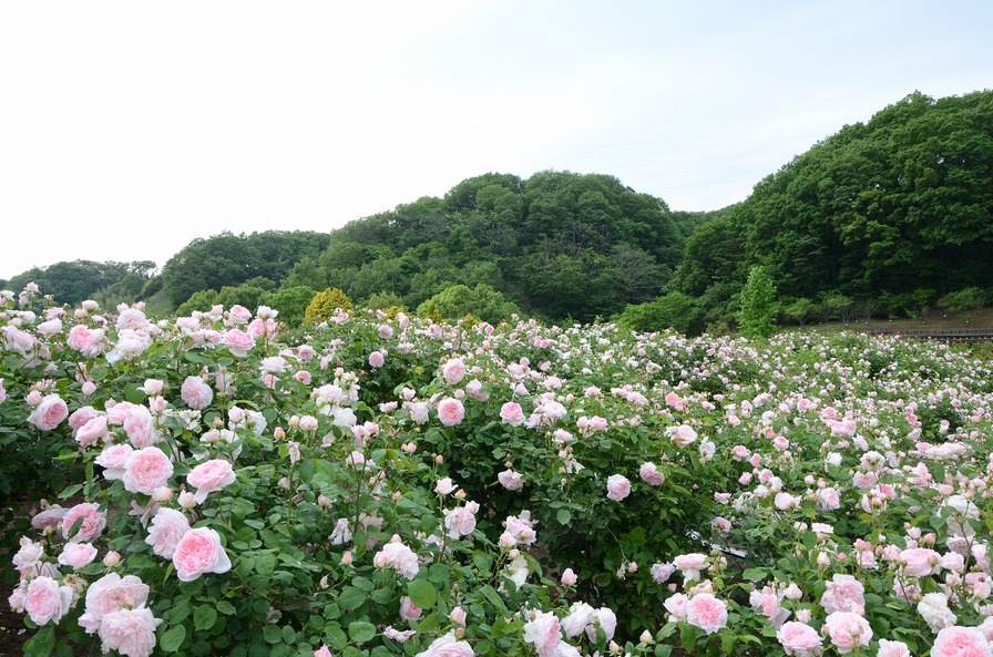 'Flower Festival Commemorative Park - Hana Festa'  photo