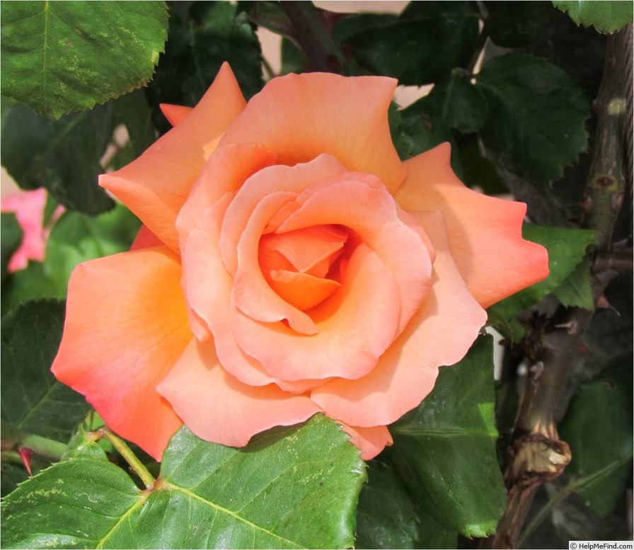 'Christophe Colomb ® (hybrid tea, Meilland, 1992)' rose photo