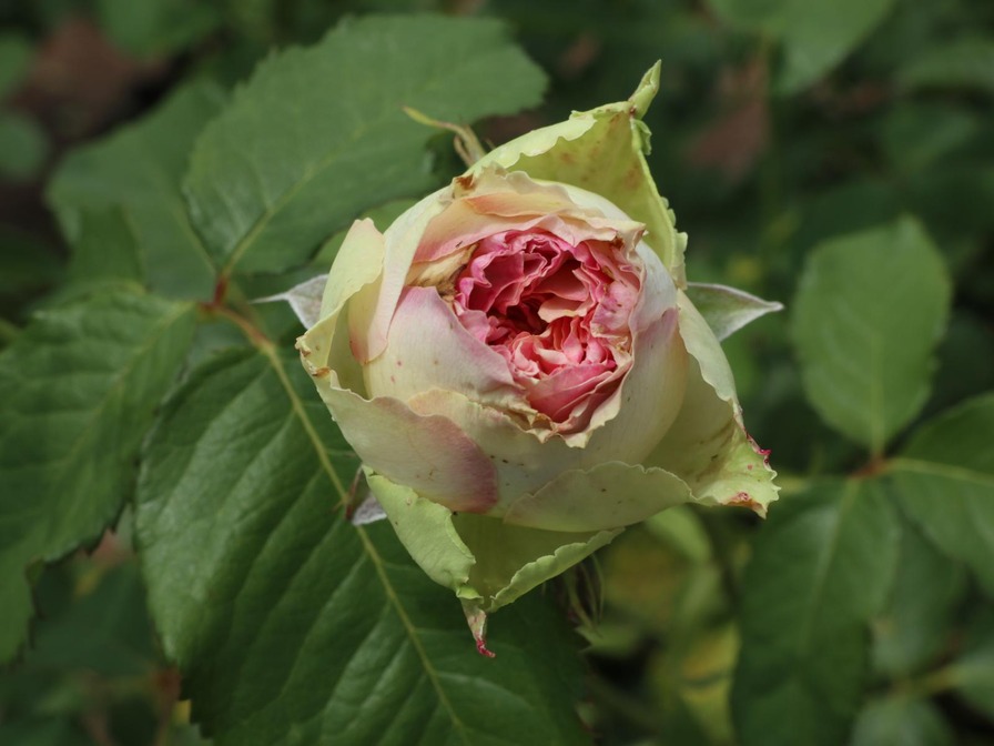 'Croix Verte' rose photo