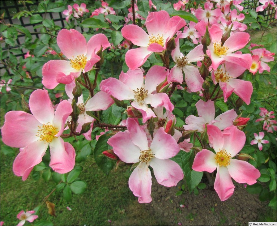 'New Face (shrub, Interplant 1978)' rose photo