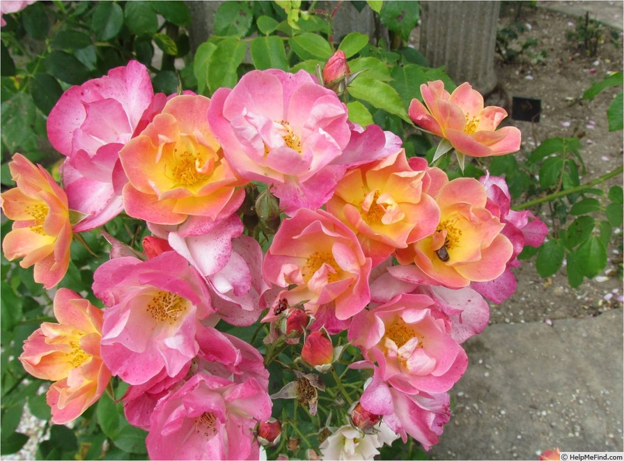 'Suzon' rose photo