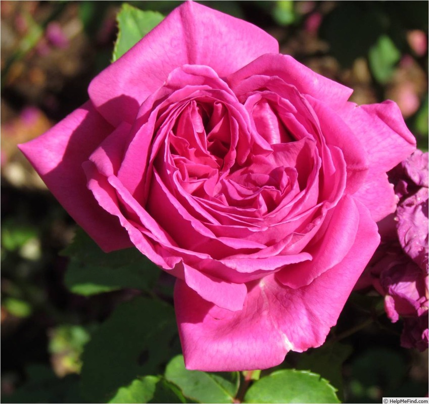 'Duc de Crillon' rose photo
