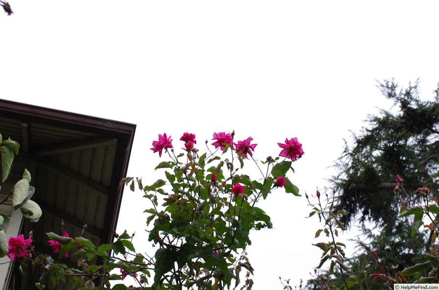 'Bon Silène (Tea, Guerin 1834)' rose, click to enlarge 'Bon Silène (Tea, Guerin 1834)' rose photo