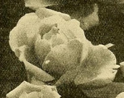 'Souvenir de S. A. Prince' rose photo