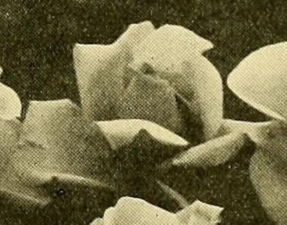 'Maman Cochet (Tea, Cochet, 1890)' rose photo