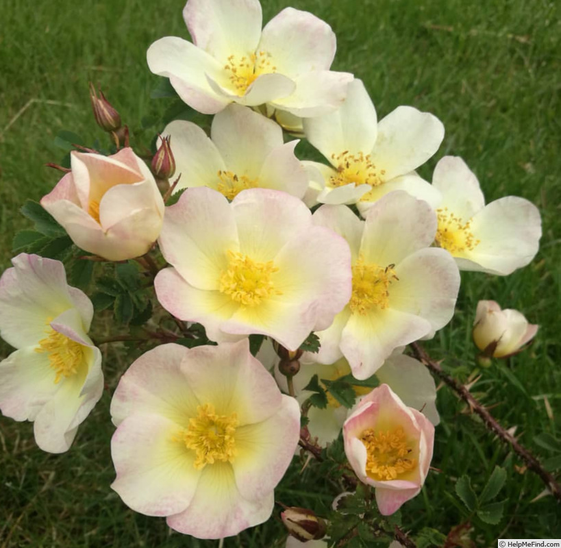 'Paimio' rose photo