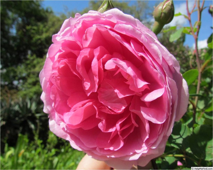 'Blossom Magic' rose photo