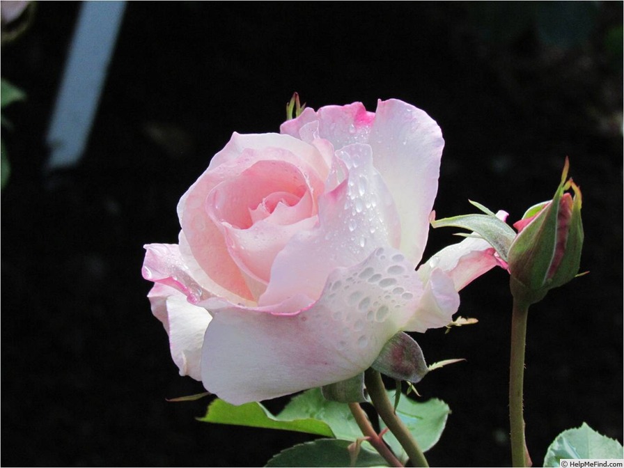 'Matilda ® (floribunda, Meilland, 1988)' rose photo