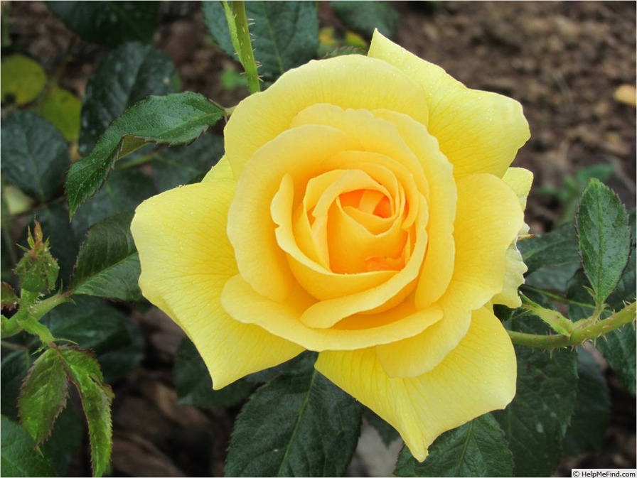 'Leeudoorn' rose photo