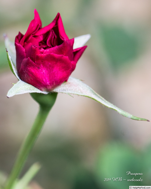 'Prospero ®' rose photo