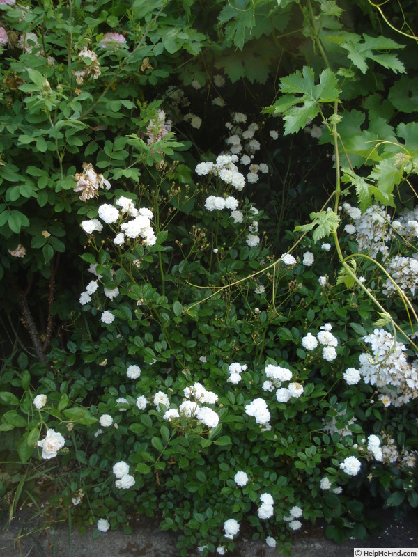 'Čipka' rose photo