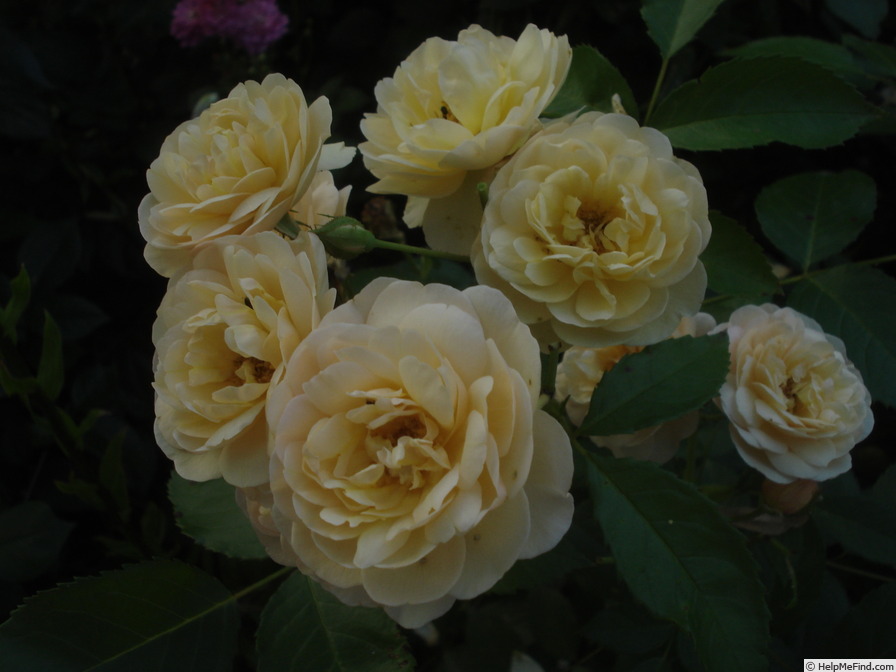 'La Feuillerie ®' rose photo