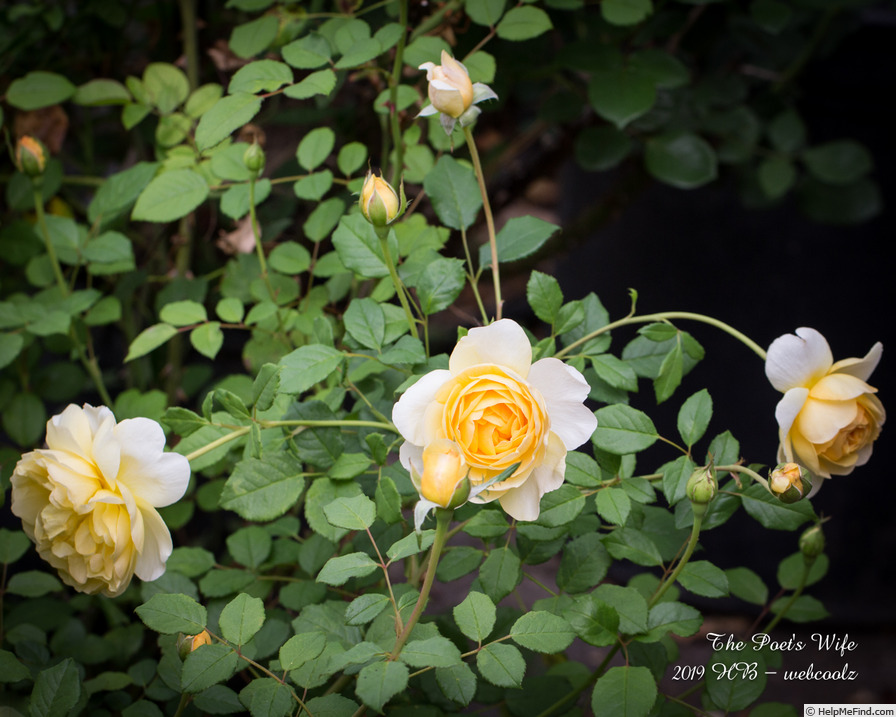 'The Poet's Wife ™' rose photo