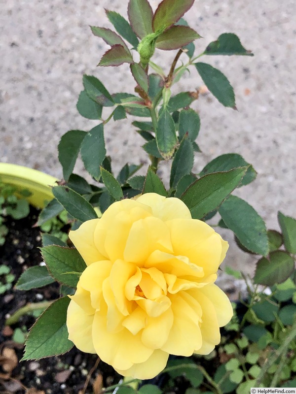 'MMILC3GJ' rose photo