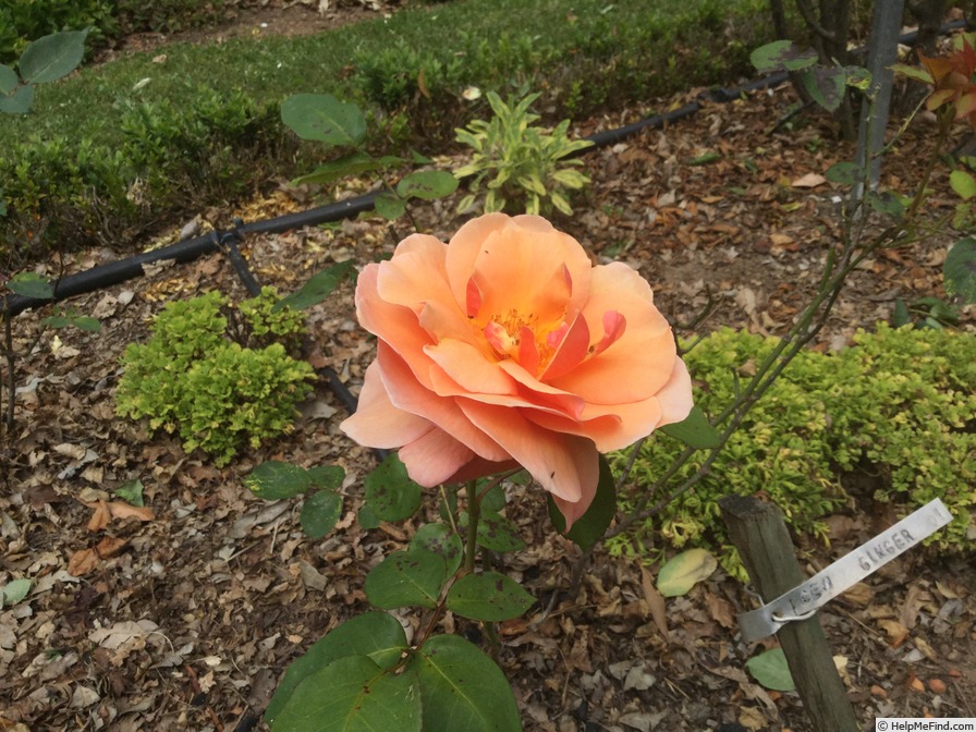 'Iced Ginger' rose photo