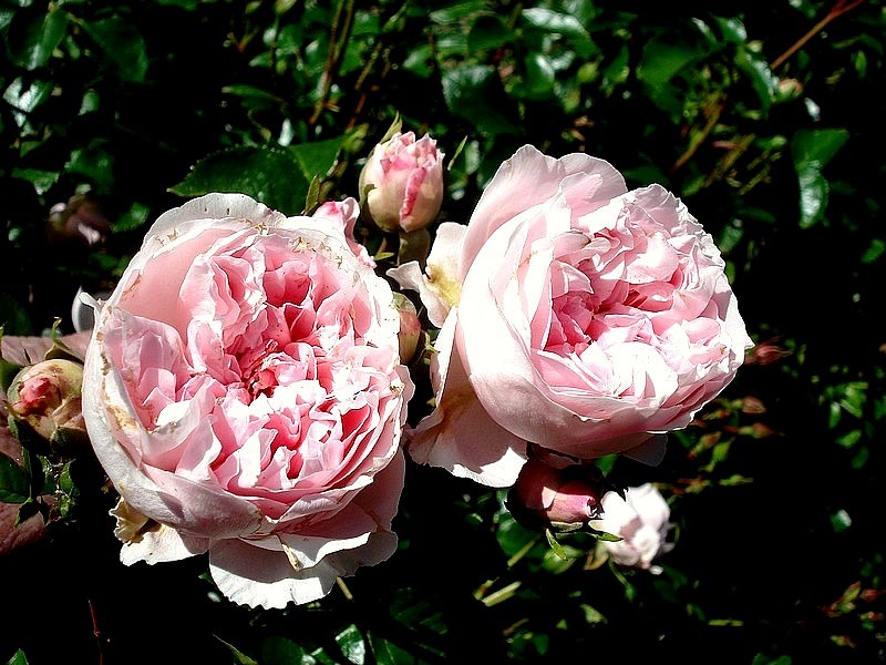 'Bossa Nova™ (floribunda, Poulsen, 1996)' rose photo