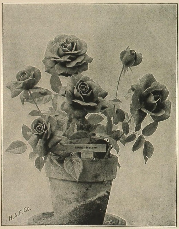 'Meteor (hybrid tea, Bennett, 1887)' rose photo