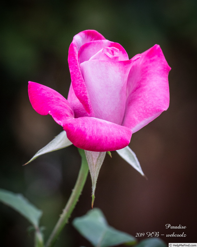 'Paradise ™ (hybrid tea, Weeks 1975)' rose photo