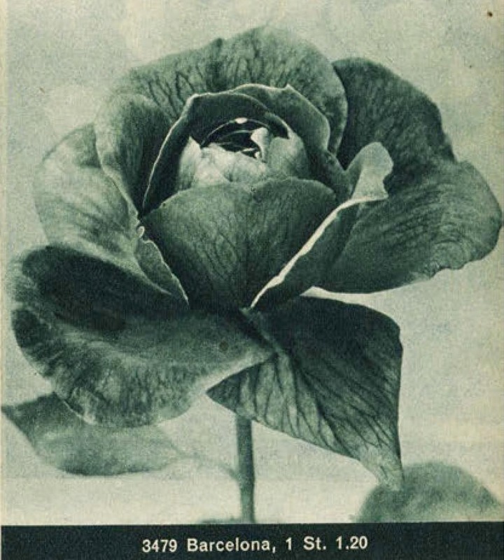 'Barcelona (hybrid tea, Kordes 1932)' rose photo
