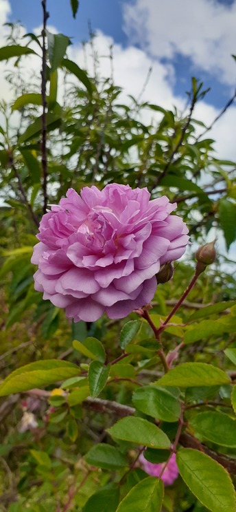 'Rawiri Taiwhanga' rose photo
