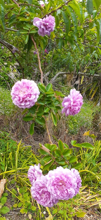 'Rawiri Taiwhanga' rose photo