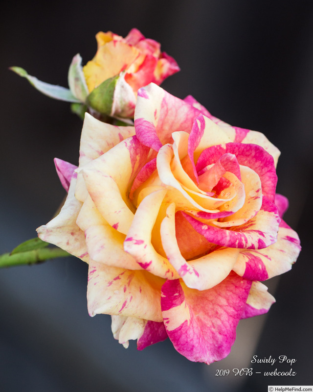 'Swirly Pop' rose photo