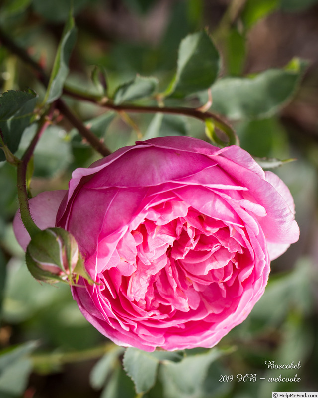 'Boscobel ® (shrub, Austin 2012)' rose photo