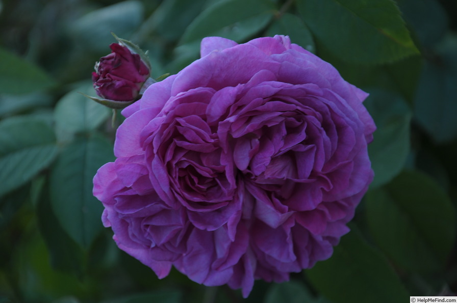 'Ypsilanti (gallica, Vibert, 1821)' rose photo