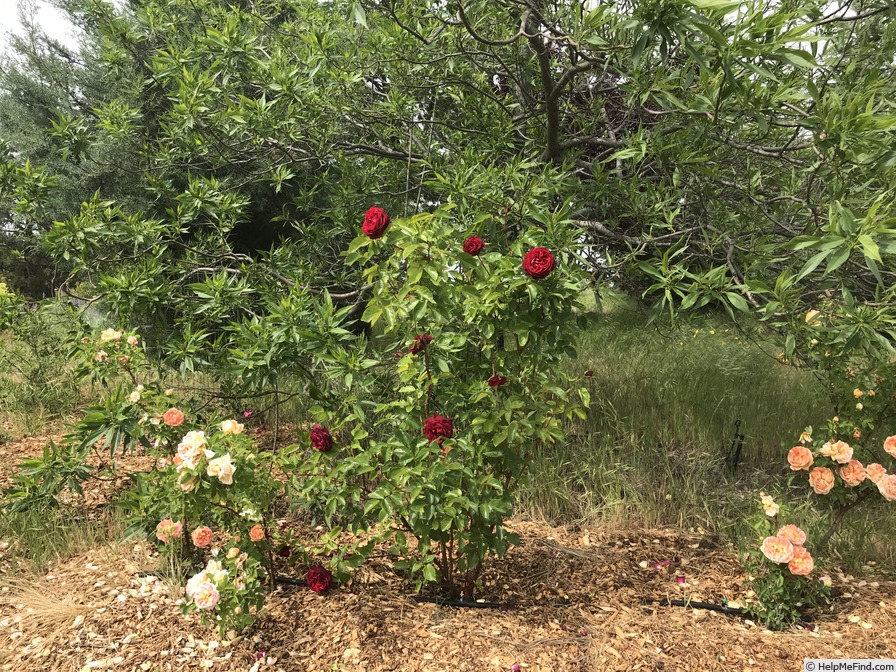 'Dakota Redwing' rose photo