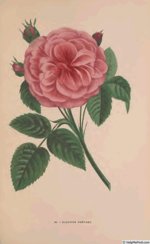 'Baronne Prévost (Hybrid Perpetual, Desprez, 1841)' rose photo