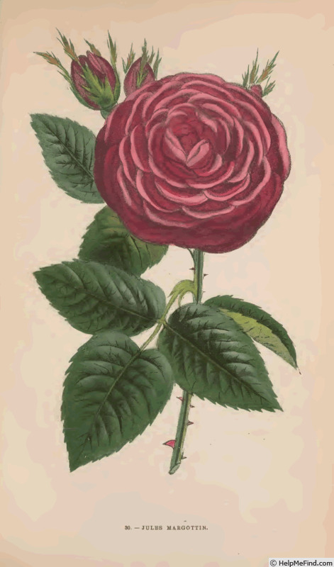 'Jules Margottin (Hybrid Perpetual, Margottin, 1853)' rose photo