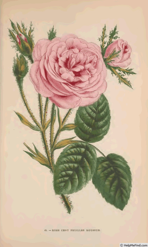 'Centifolia Muscosa' rose photo