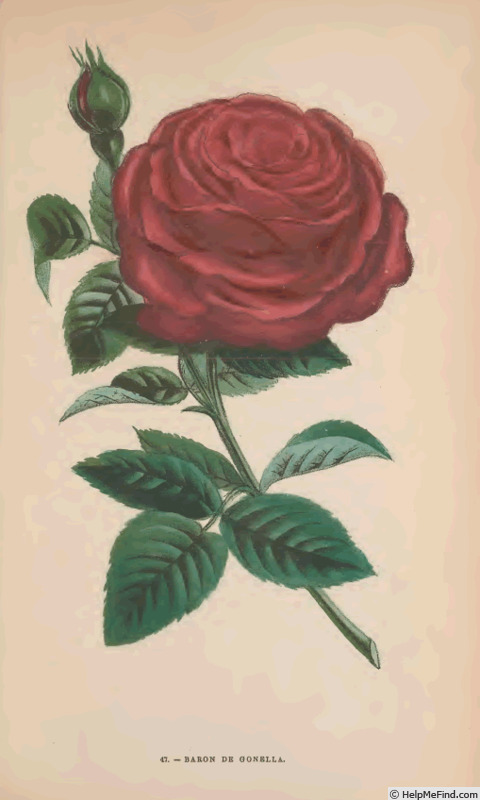'Baron de Gonella' rose photo