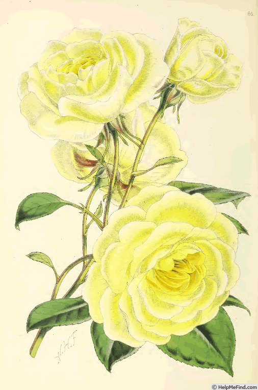 'Céline Forestier (Tea Noisette, Trouillard, 1842)' rose photo
