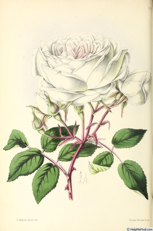 'Alba rosea (tea)' rose photo