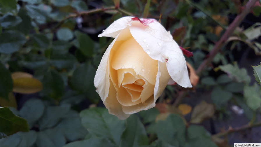 'Trubar' rose photo