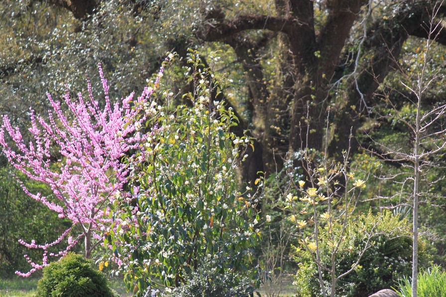 'Sandy’s Garden'  photo