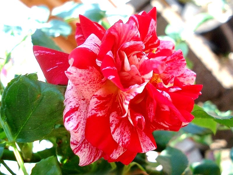 'Twist ™ (cl. patio, Olesen, 1993)' rose photo