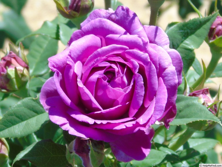 'KORjupvio' rose photo