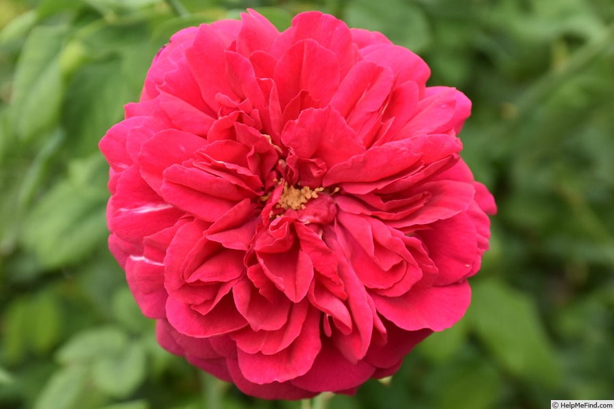 'AUSwinston' rose photo