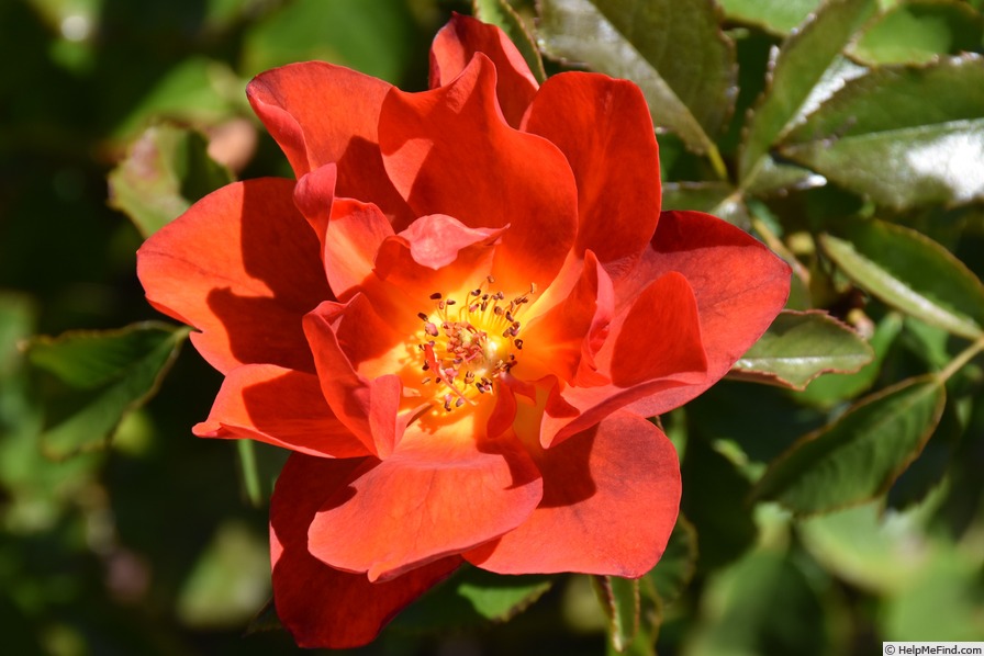 'SPEkbrown' rose photo