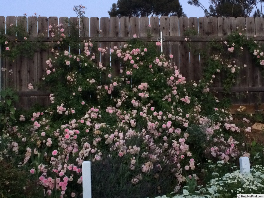 'Mel's Heritage' rose, click to enlarge 'Mel's Heritage' rose photo