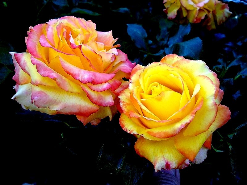 'Tequila Sunrise' rose photo