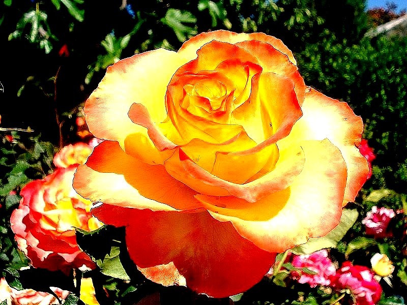 'Tequila Sunrise' rose, click to enlarge 'Tequila Sunrise' rose photo