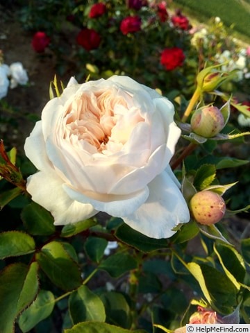'ABRema' rose photo