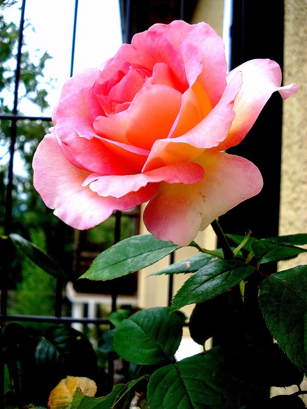 'Pink Paradise (hybrid tea, Delbard, 2004/11)' rose, click to enlarge 'Pink Paradise (hybrid tea, Delbard, 2004/11)' rose photo