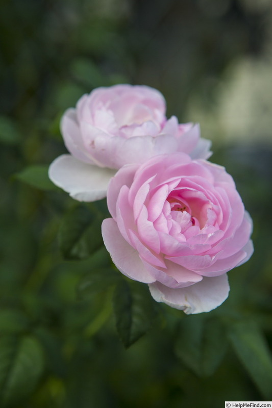 'Scepter'd Isle ®' rose photo